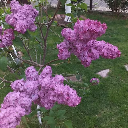 Semesterbostad градина