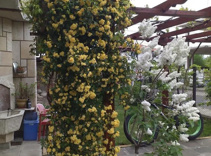 градина Nyaraló Aheloj