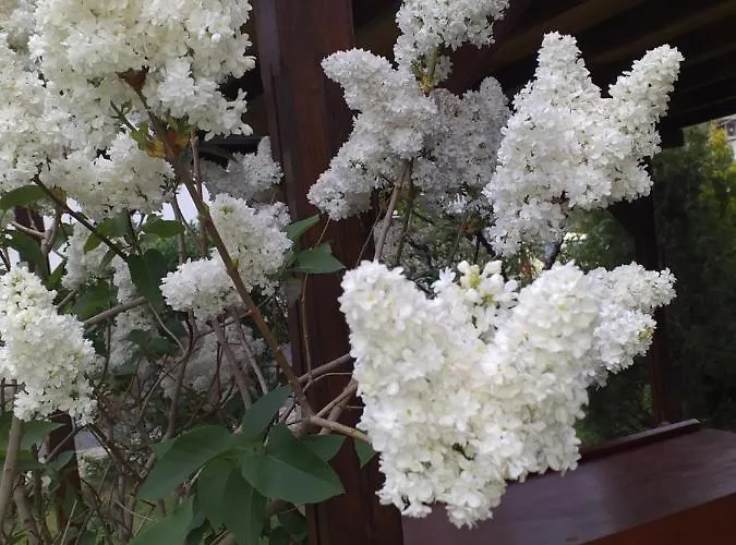 градина Nyaraló Aheloj