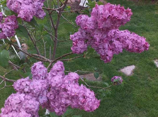 Case de vacanță градина